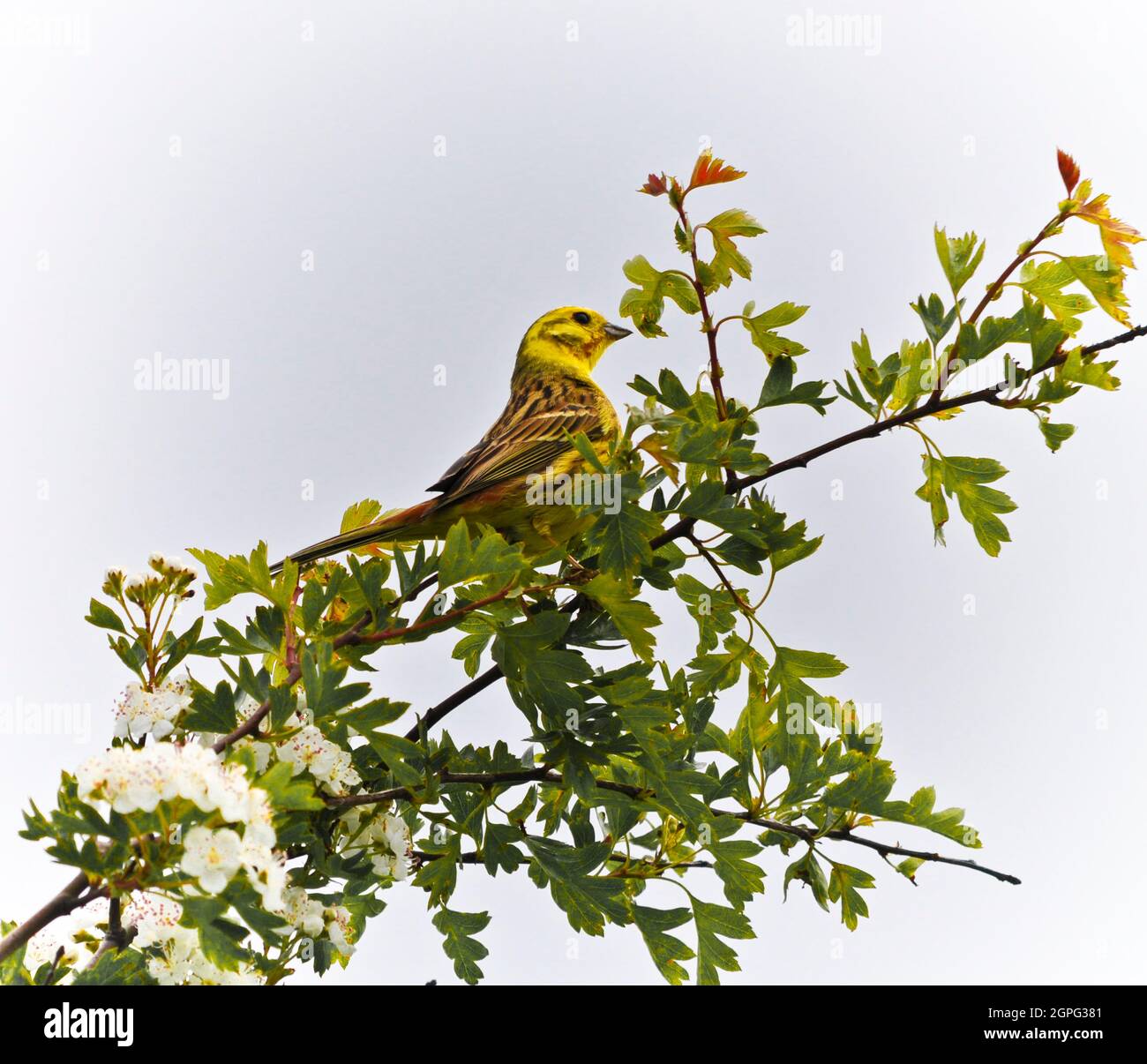 Uccello di Yellowhammer - Emberiza citrinella seduta in hedgerow Foto Stock