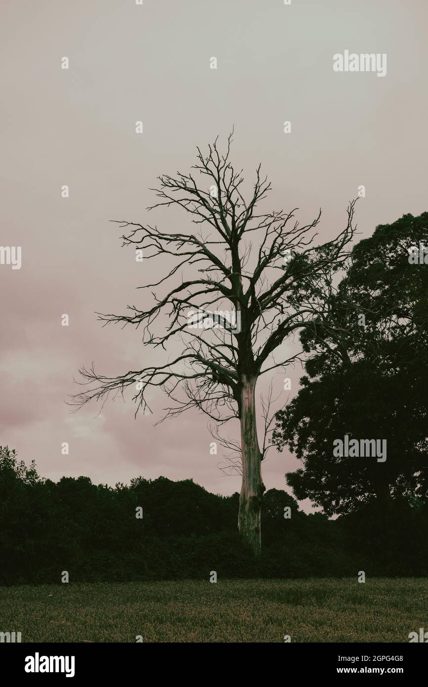 albero morto in un prato Foto Stock