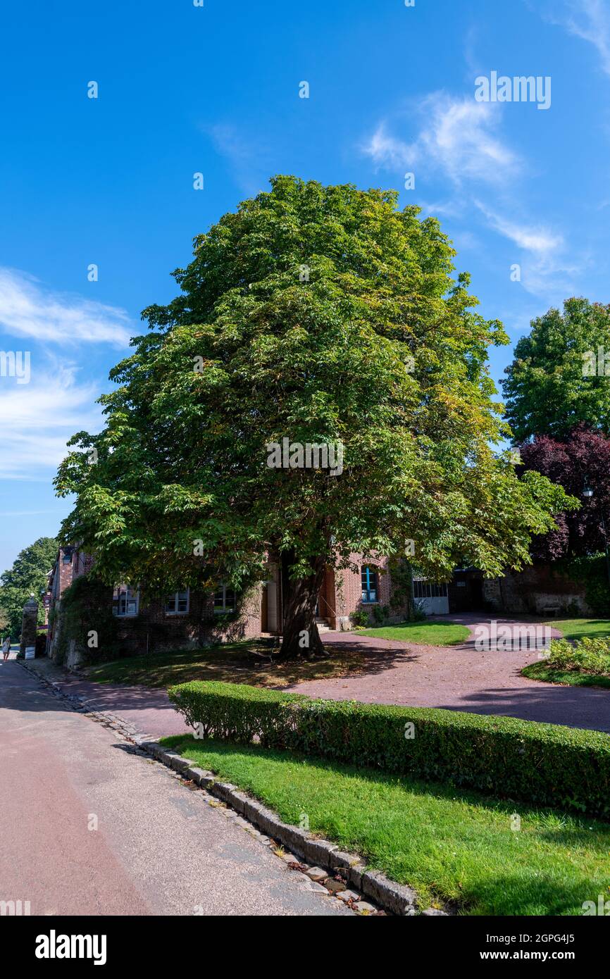 Castagno cavallo, Francia, Oise, autunno Foto Stock