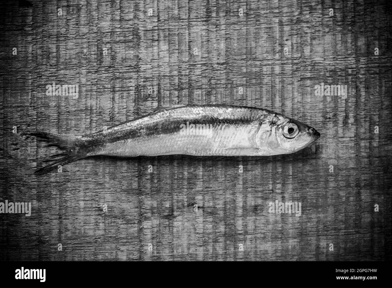 Fresco, spratto crudo, Sprattus sprattus, catturato in Lyme Bay Dorset. Gli spratti sono un piccolo, pesce di caccia che sono alti in oli di pesce e venduti spesso etichettati Foto Stock
