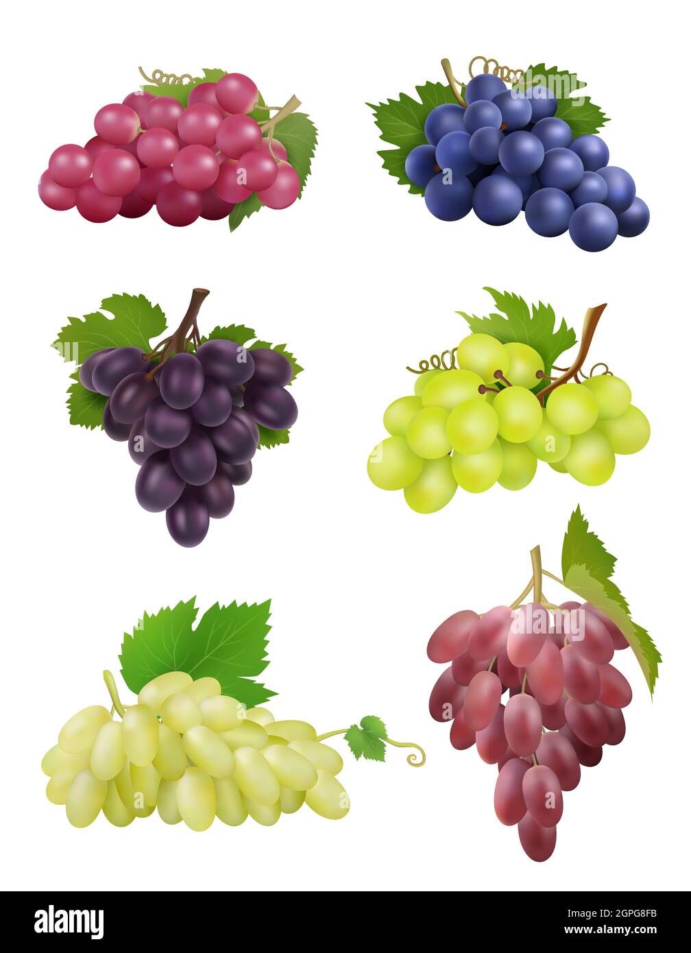 Uve realistiche. Uve bianche e nere con foglie piante naturali simboli del vino collezione vettoriale Illustrazione Vettoriale
