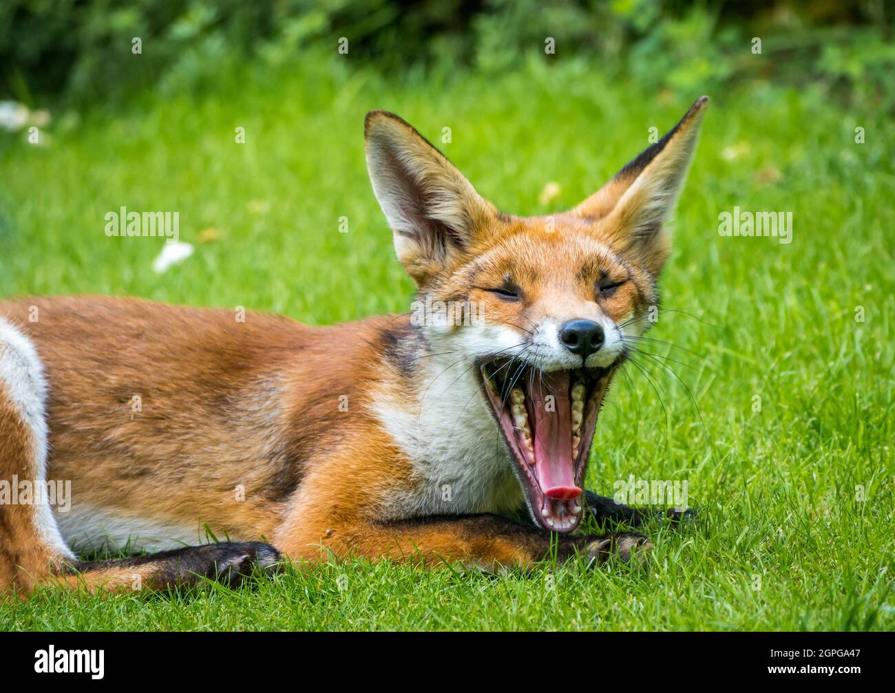 Primo piano della volpe rossa urbana, Vulpes vulpes, steso giù yawning con la bocca aperta larga che mostra i denti sharo nel giardino di Londra, Inghilterra, Regno Unito Foto Stock