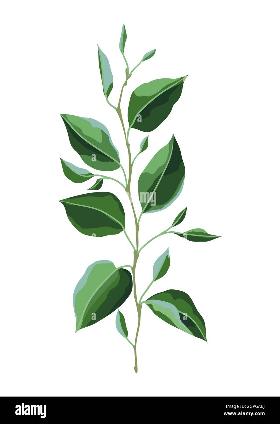Illustrazione di ramo e foglie verdi. Foglie stilizzate in primavera o in  estate Immagine e Vettoriale - Alamy