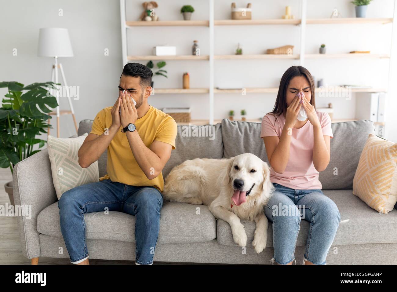 Giovane coppia variegata che ha infezione da raffreddore o influenza, naso che soffia in tessuti di carta, seduto sul divano con il loro cane Foto Stock