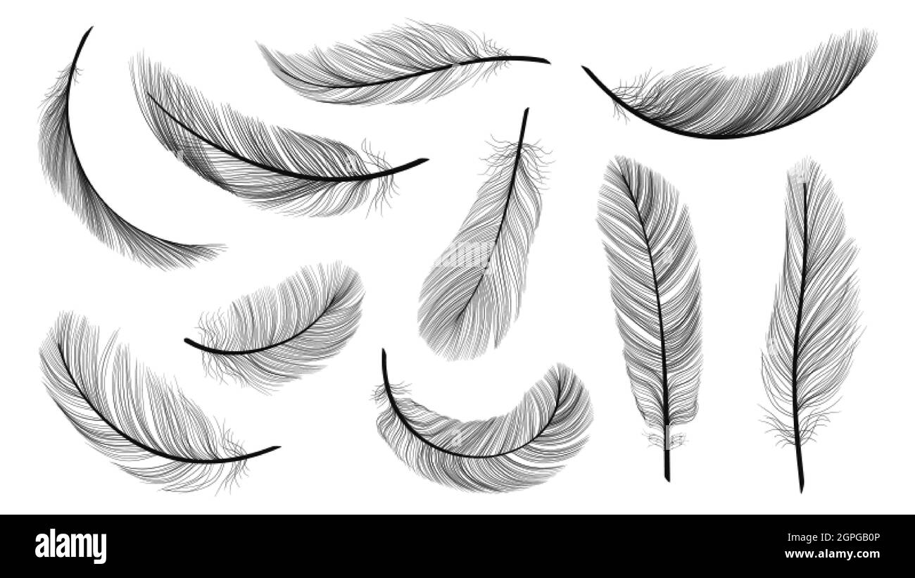 Piume nere. Piume volante isolato, piumaggio di illustrazione vettoriale nero uccello Illustrazione Vettoriale