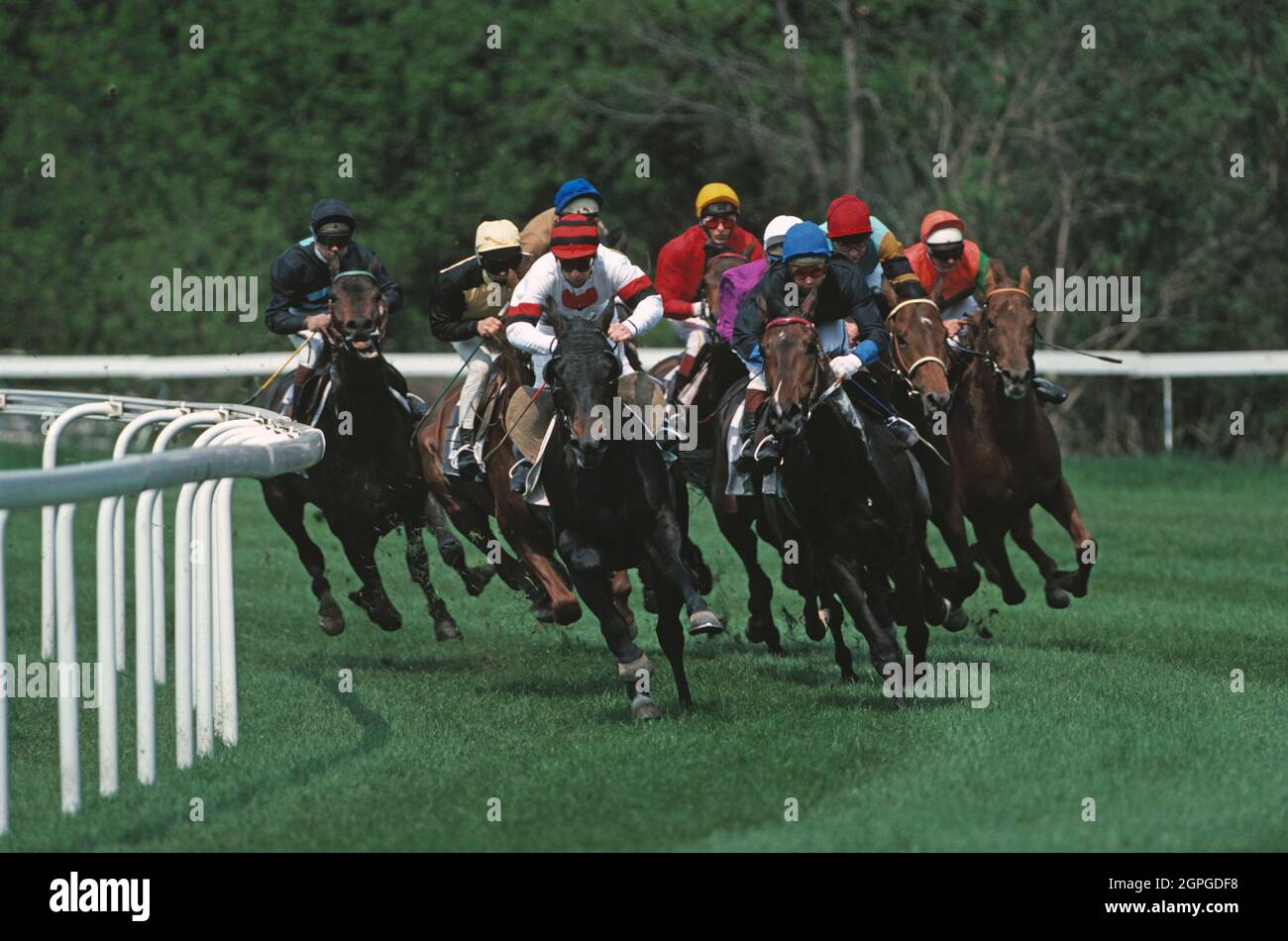 Sport. Corse di cavalli sul tappeto erboso. Foto Stock