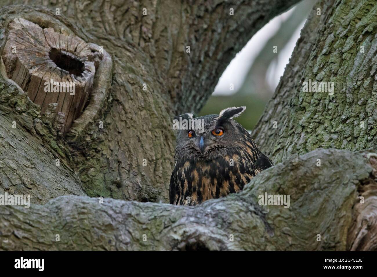 Aquila-gufo Eurasiano / aquila-gufo europeo (bubo bubo) femmina di allevamento sul nido in albero Foto Stock