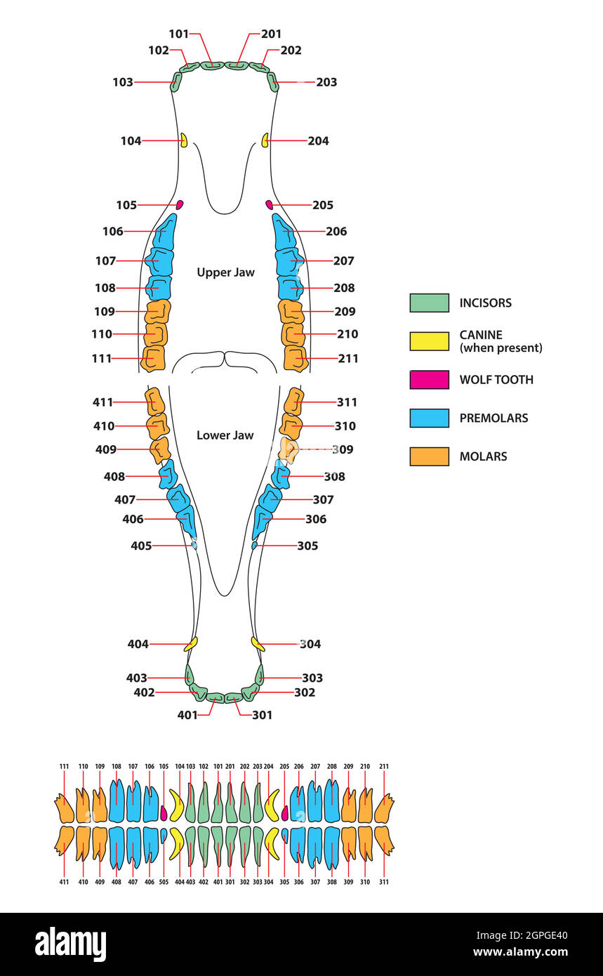 illustrazione vettoriale della dentizione permanente dei cavalli Illustrazione Vettoriale