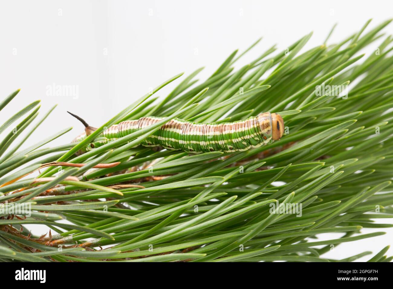 Un esempio del bruco della falce del Pino, Hyloicus pinastri, fotografato in uno studio su foglie di pino aganst uno sfondo bianco. Dorset, inglese Foto Stock