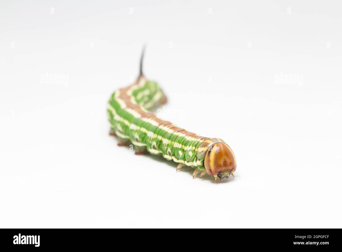 Un esempio del bruco della falce del Pino, Hyloicus pinastri, fotografato in uno studio su sfondo bianco. Dorset Inghilterra GB Foto Stock