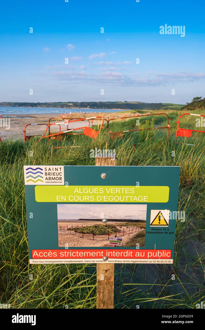 Francia, Cotes d'Armor, Hillion, Riserva Naturale della Baia di Saint-Brieuc, Bon Abri Bay lungo il GR 34 sentiero escursionistico o sentiero doganale, l'inquinamento di alghe verdi Foto Stock