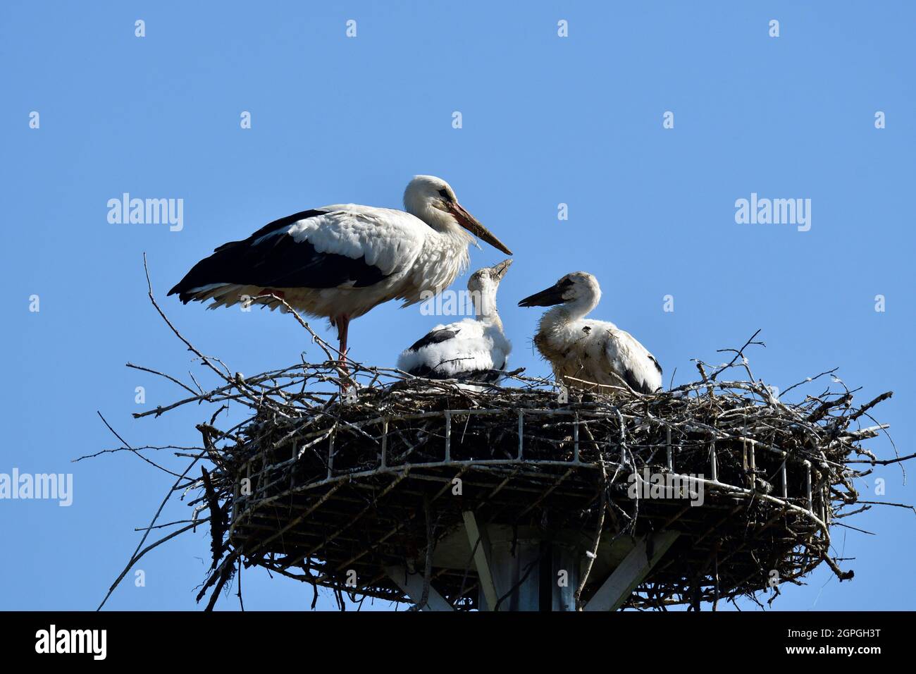 Francia, Doubs (25), Allenjoie, faune, oiseaux, Salse animali, Oiseau, Echassier, Cigogne blanche (Ciconia ciconia), Foto Stock