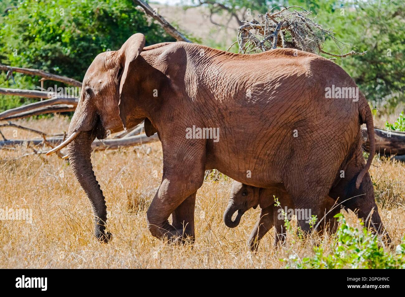 Kenya, Parco Nazionale di Tsavo Ovest, Elephant (Loxodonta africana) Foto Stock