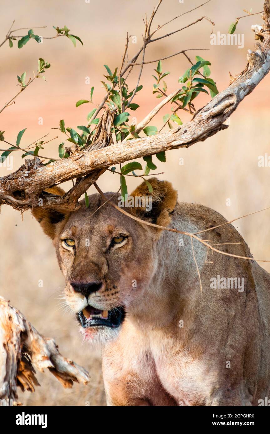 Africa, Kenya, Parco Nazionale di Tsavo Ovest, un leone femminile (Panthera leo) Foto Stock