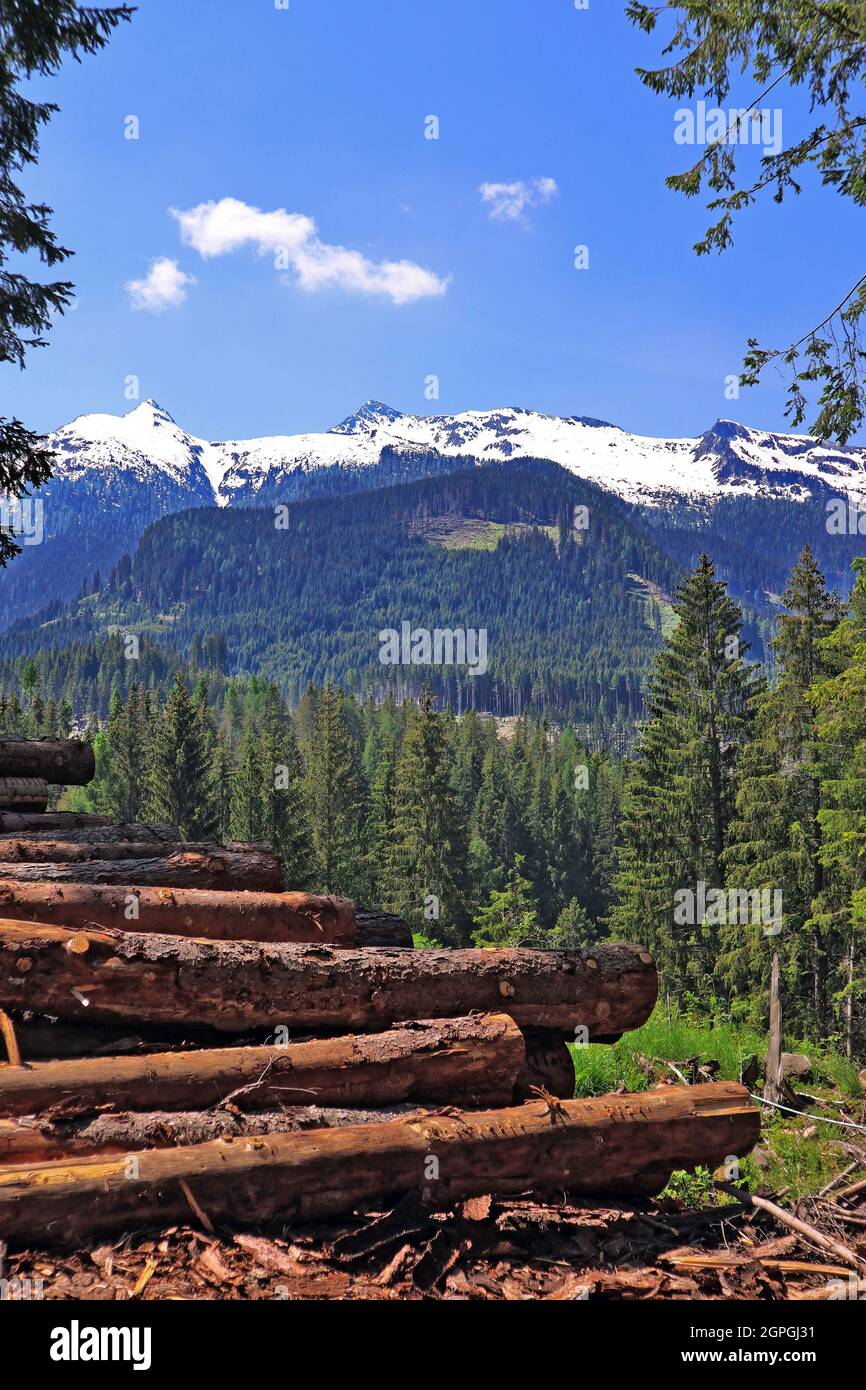 Parco naturale di Paneveggio - pale di San Martino. (Sullo sfondo la catena Lagorai). Foto Stock