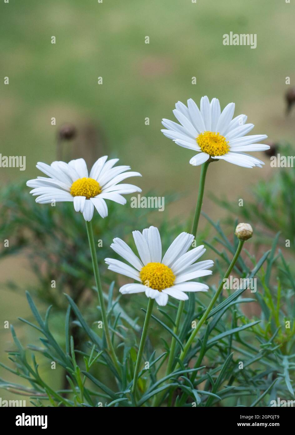 daisy di budello bianco, anche chiamato daisy del cane, fiori di marguerite, fiori selvatici su sfondo naturale Foto Stock