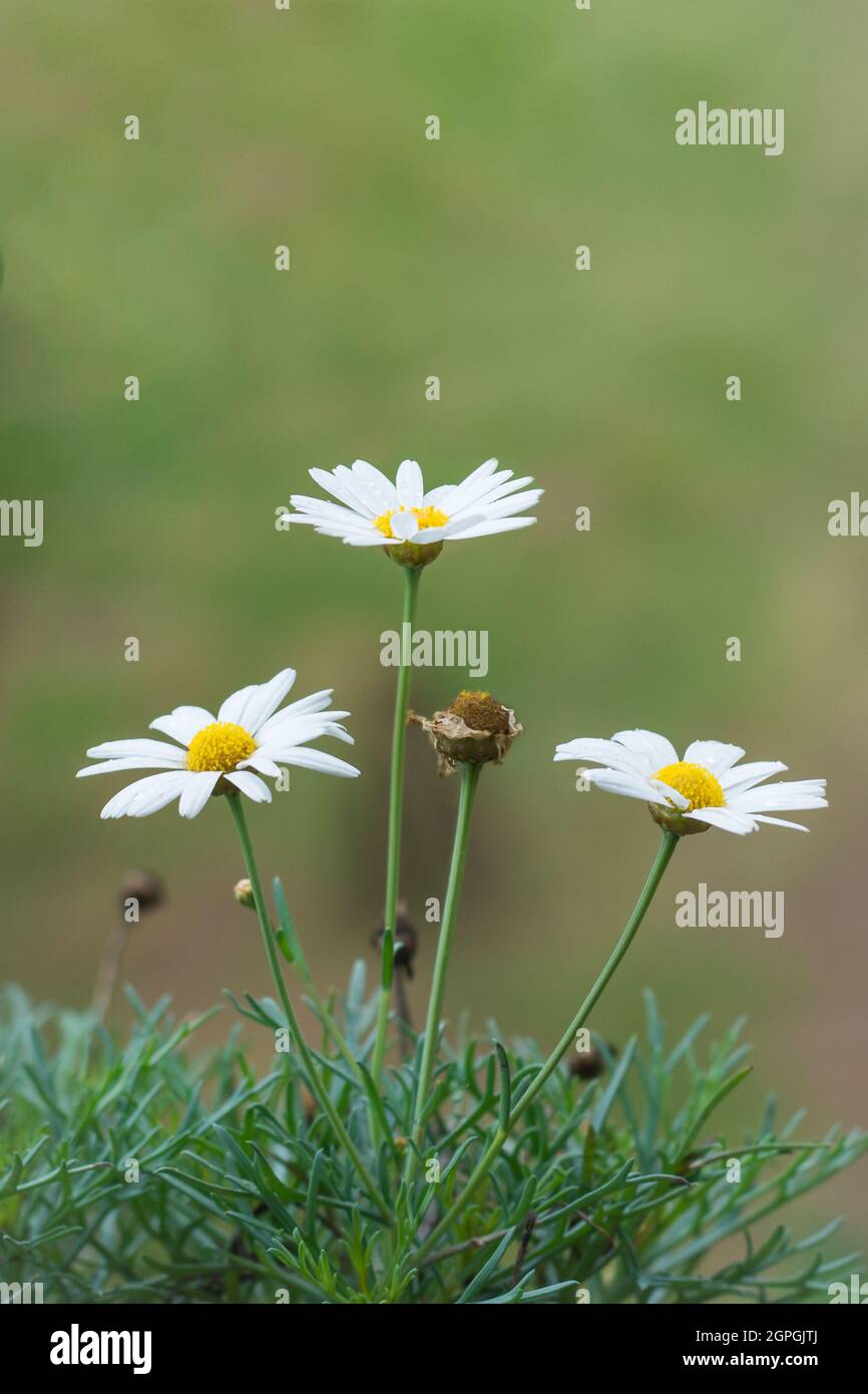 daisy di budello bianco, anche chiamato daisy del cane, fiori di marguerite, fiori selvatici su sfondo naturale Foto Stock