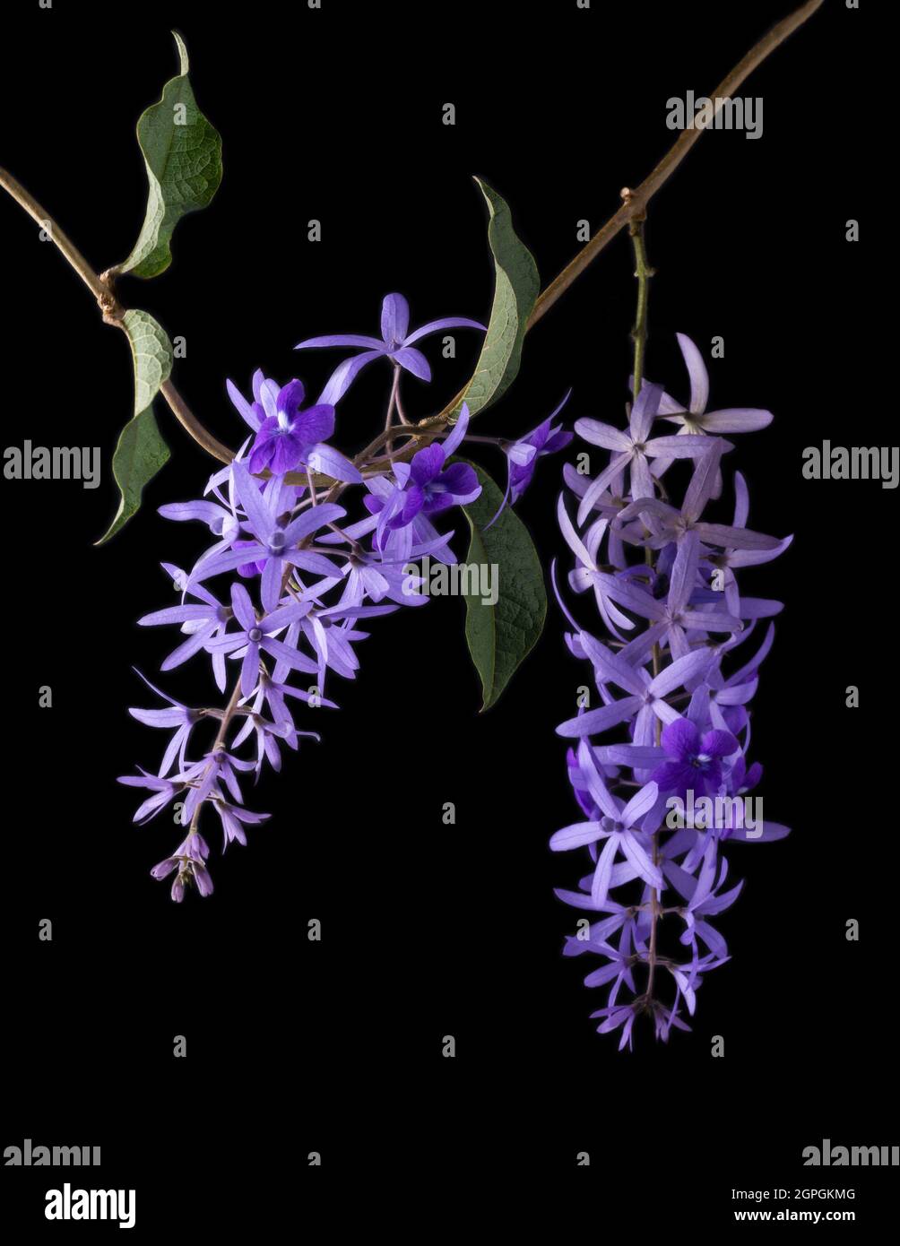 petrea volubilis fiore con foglie, comunemente noto come corona viola, corona della regina, vite di carta vetrata o nilmani, attraente viola bluastro pallido fiori Foto Stock