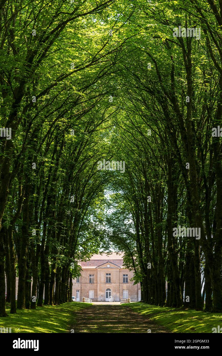 Francia, Haute Saone, Ray sur Saone, il castello di Ray sur Saone, azionamento centrale piantato con alberi di lime Foto Stock