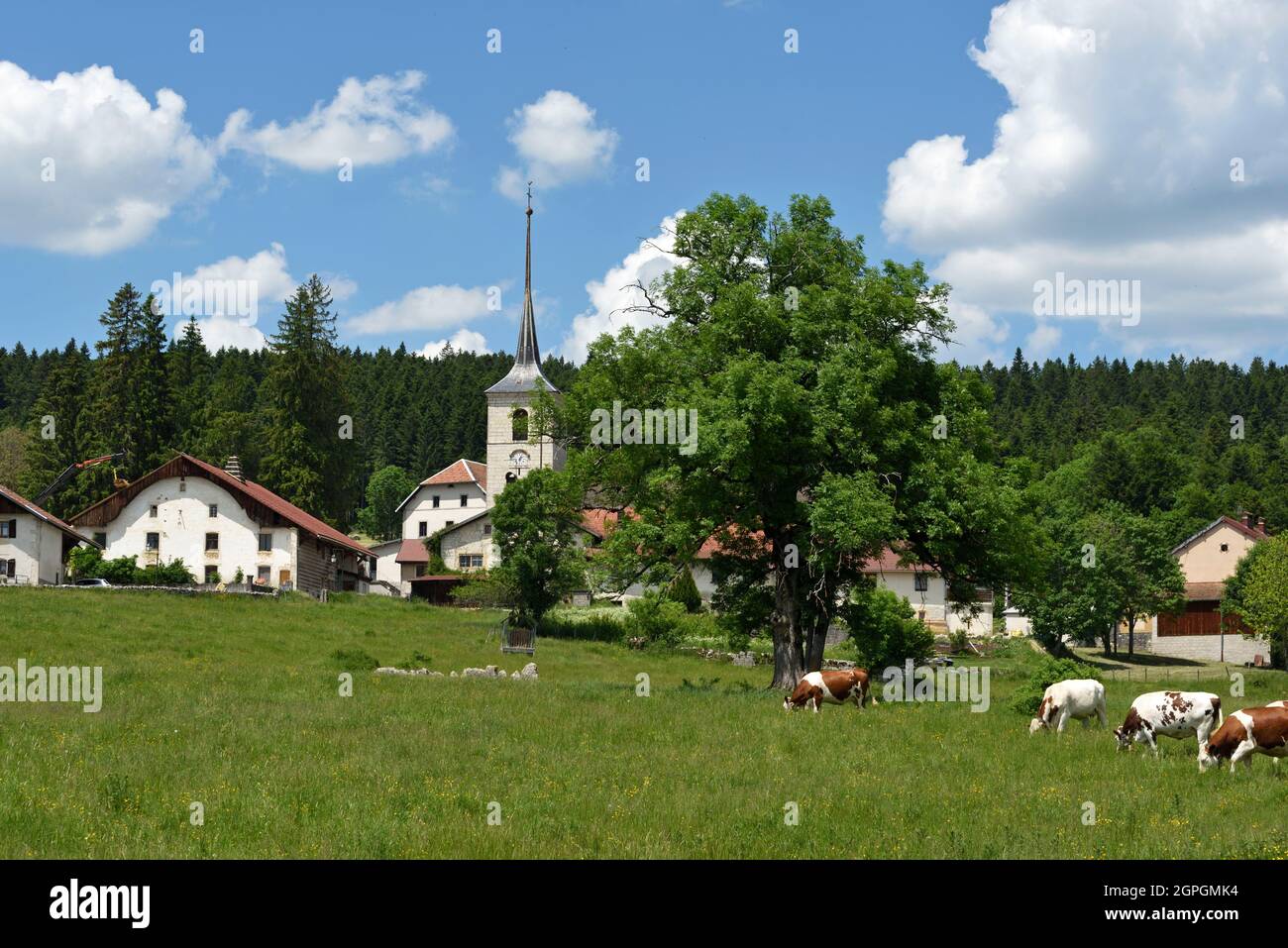 Francia, Doubs, le Bizot, villaggio, chiesa di Saint Georges del 14 ° secolo, Comtoise fattorie, pascolo, mucche Montbéliard Foto Stock