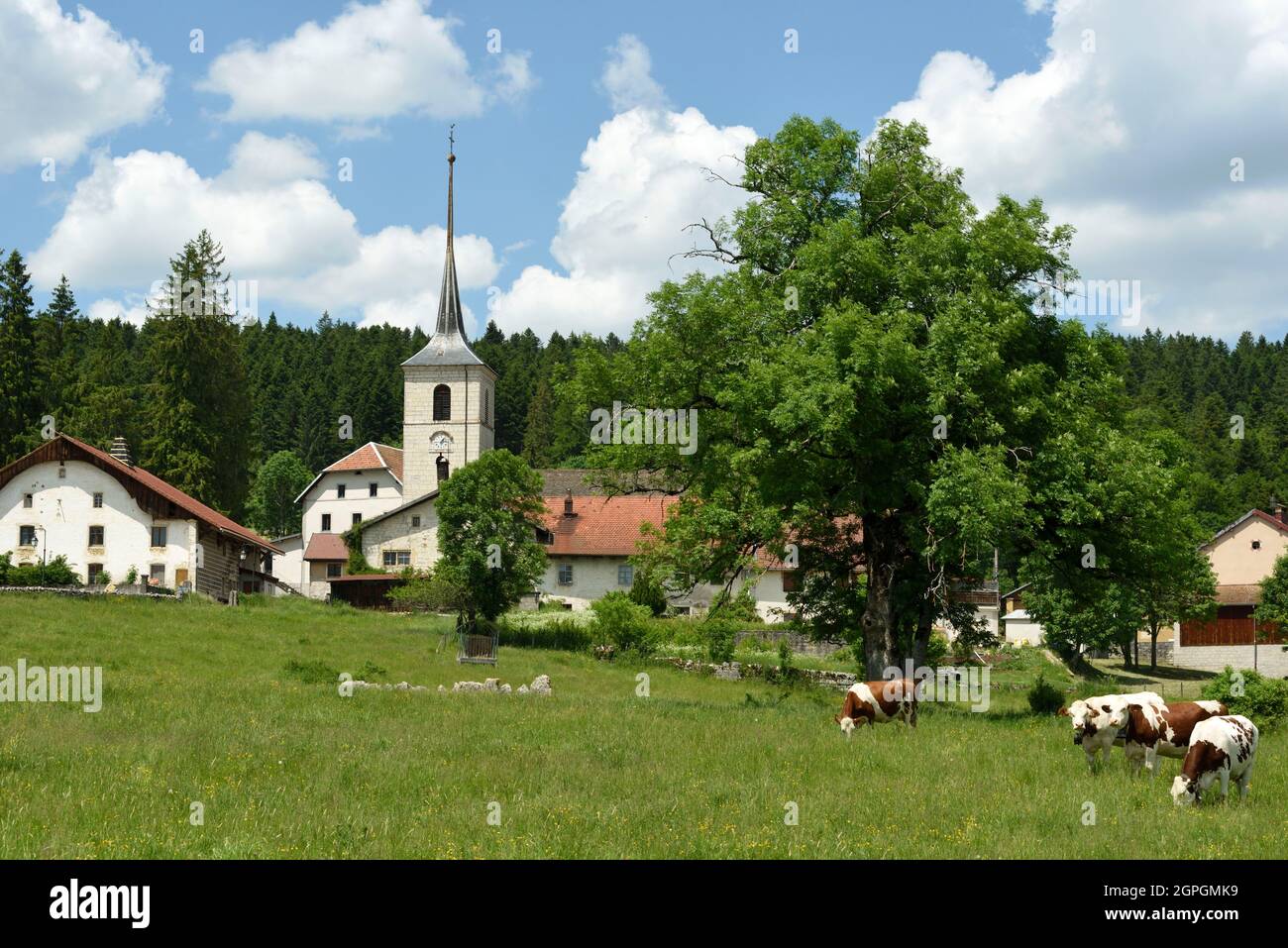 Francia, Doubs, le Bizot, villaggio, chiesa di Saint Georges del 14 ° secolo, Comtoise fattorie, pascolo, mucche Montbéliard Foto Stock