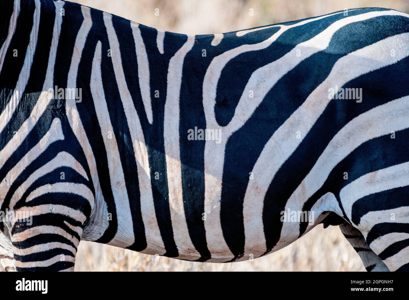 Kenya, Taita Hills Wildlife Sanctuary, One Plains zebra (Equus quagga) Foto Stock