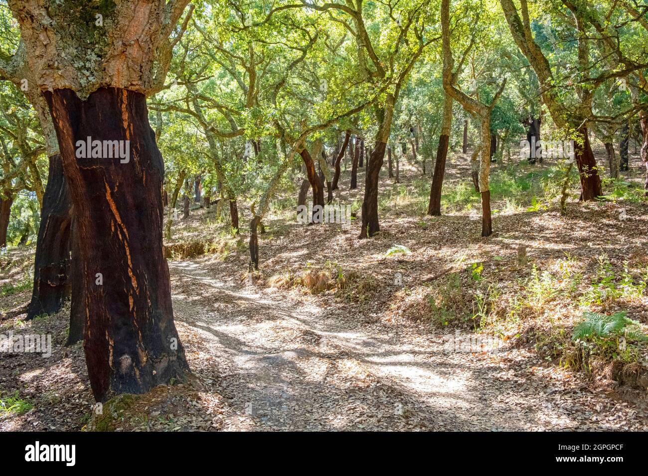 Portogallo, Algarve, sierra de Monchique, quercia da sughero Foto Stock