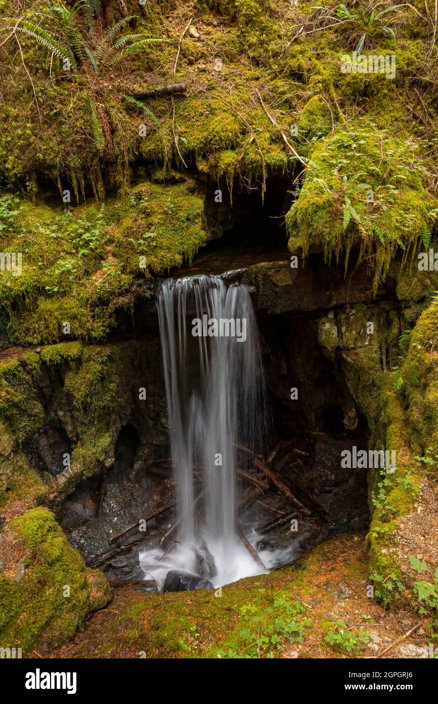 Vista lungo il percorso Alice Lake Loop, isola nord, isola di vancouver Foto Stock