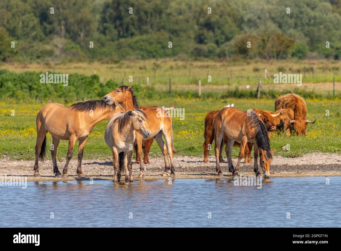 Francia, Somme (80), Somme Bay, le Crotoy, Crotoy Marsh, Arrivo della mandria di cavalli Hensons vicino allo stagno per bere e fare un bagno di polvere Foto Stock