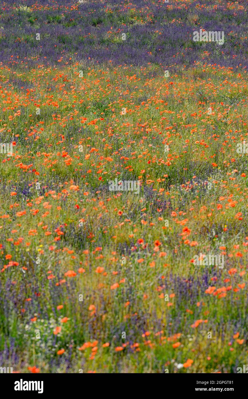 Francia, Vaucluse, Parc Naturel Regional du Mont Ventoux, nei pressi di Sault, lavanda (Lavandula sp) e papaveri campo Foto Stock