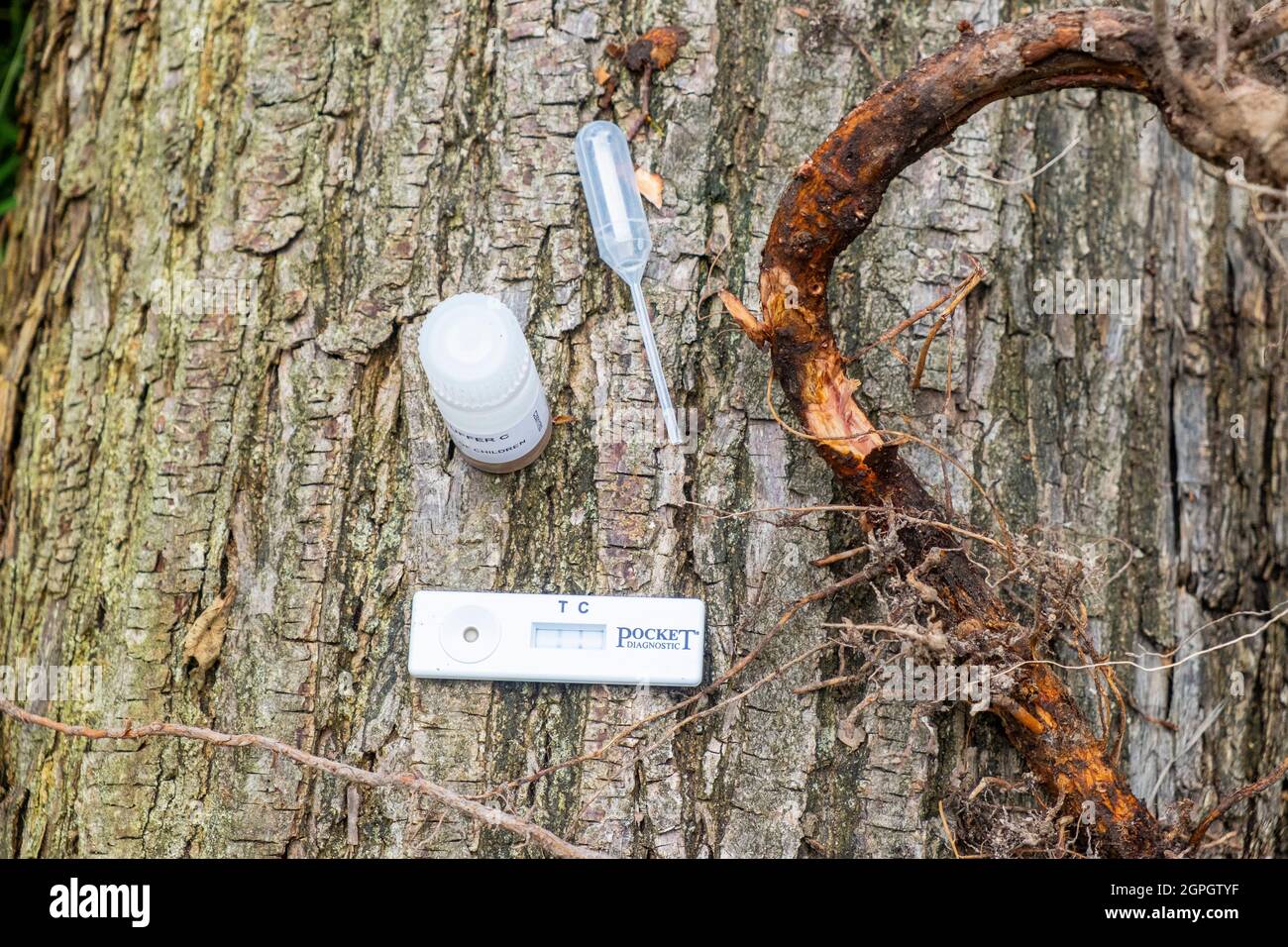 Francia, Val d'Oise, foresta di Montmorency, Ink Disease (patogeno Phytophthora), Claude Husson utilizza il test Elisa per confermare questa patologia su una radice di piantina di castagno Foto Stock