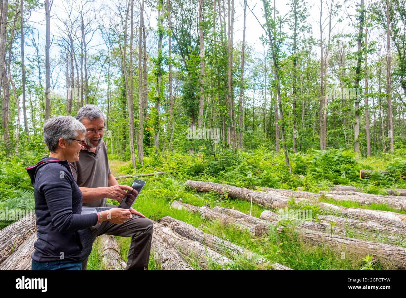 Francia, Val d'Oise, foresta di Montmorency, Ink Disease (patogeno Phytophthora), Cécile Robin e Xavier Capdevieille studiare fotografie satellitari con il progresso della malattia nel campo Foto Stock Francia, Val d'Oise, foresta di Montmorency, Ink Disease (patogeno Phytophthora), Cécile Robin e Xavier Capdevieille studiare fotografie satellitari con il progresso della malattia nel campo Foto Stock