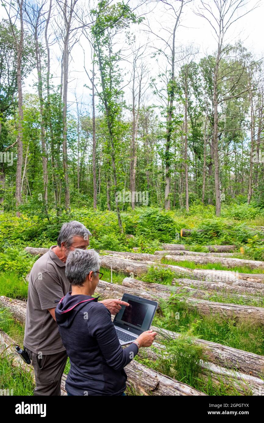 Francia, Val d'Oise, foresta di Montmorency, Ink Disease (patogeno Phytophthora), Cécile Robin e Xavier Capdevieille studiare fotografie satellitari con il progresso della malattia nel campo Foto Stock Francia, Val d'Oise, foresta di Montmorency, Ink Disease (patogeno Phytophthora), Cécile Robin e Xavier Capdevieille studiare fotografie satellitari con il progresso della malattia nel campo Foto Stock
