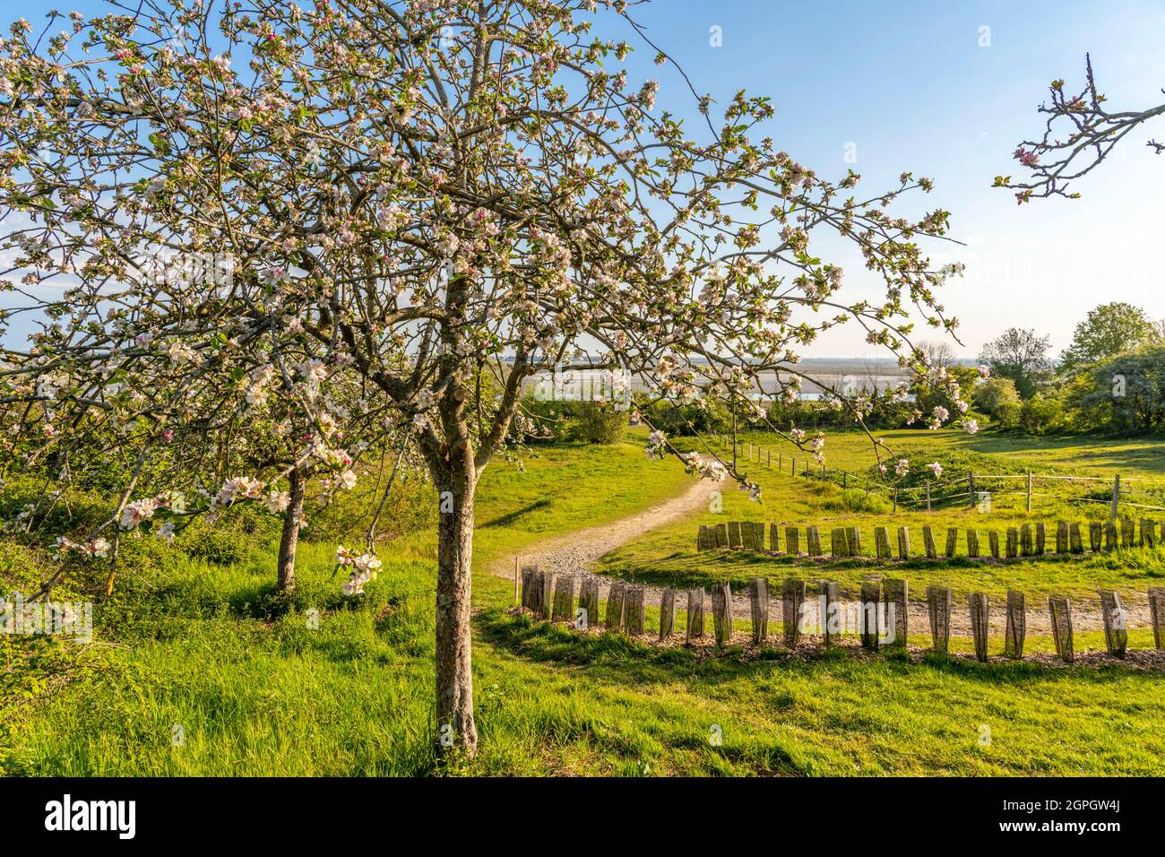 Francia, Somme, Baie de Somme, Saint Valery sur Somme, Cap Hornu, il sentiero che conduce alla cappella dei marinai con alberi da frutto in fiore in primavera Foto Stock