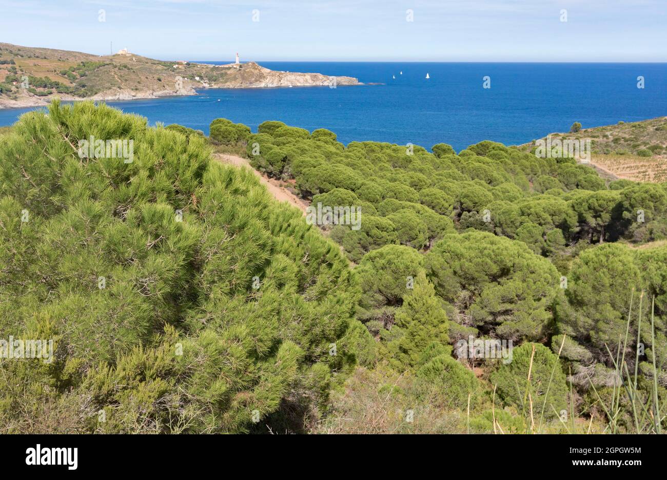 Francia, Pirenei Orientali, Port-Vendres, la costa vicino a Cap Bear Foto Stock