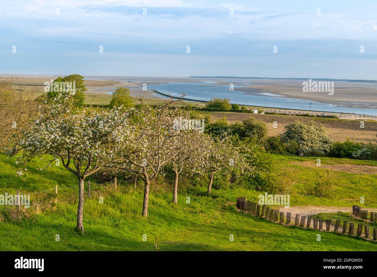 Francia, Somme, Baie de Somme, Saint Valery sur Somme, Cap Hornu, il sentiero che conduce alla cappella dei marinai con alberi da frutto in fiore in primavera Foto Stock