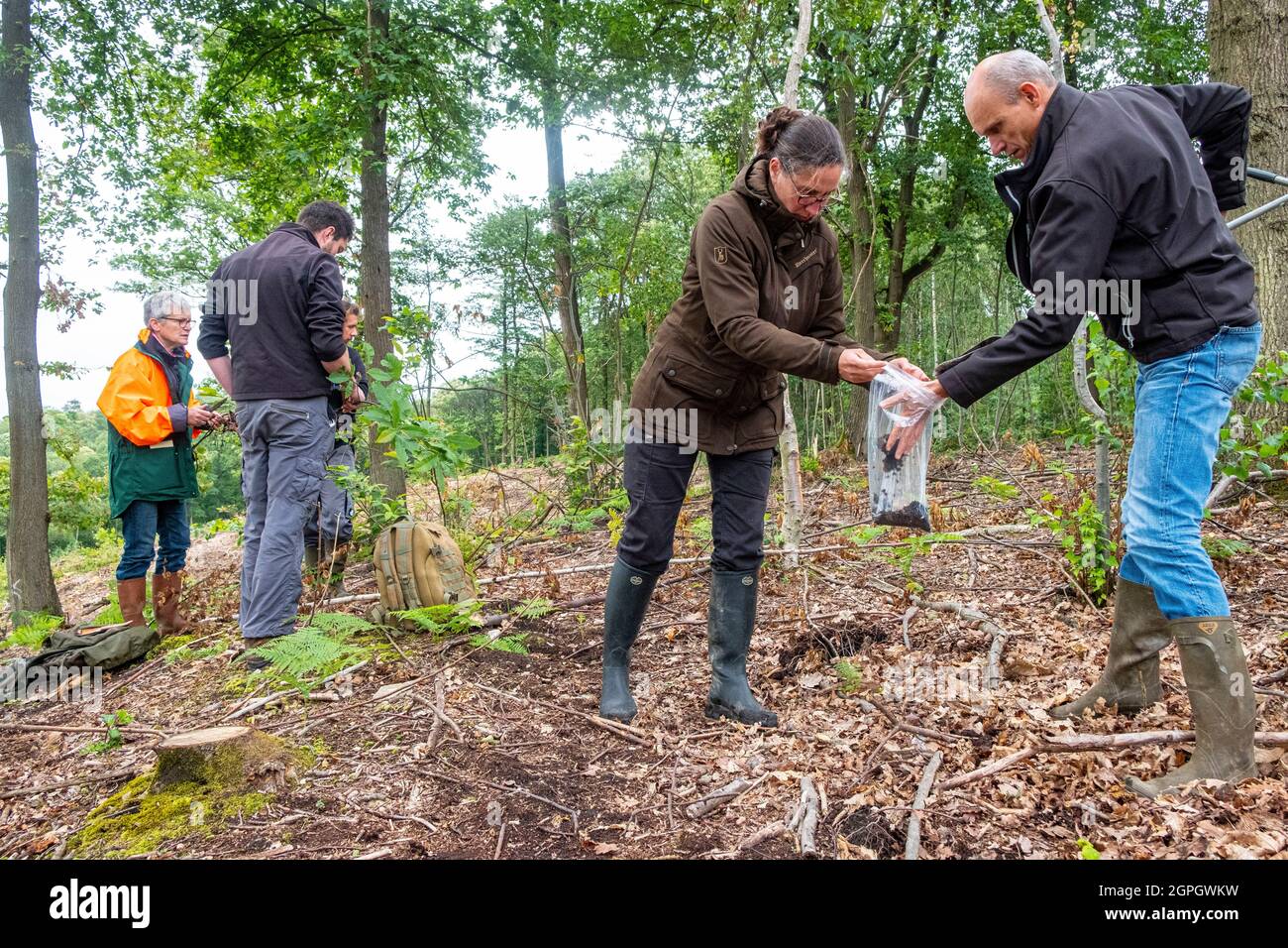 Francia, Val d'Oise, Montmorency Forest, Ink Disease (Phytophthora pathogen), Claude Husson e Marie Maitrot recuperare un campione, prendono 4 campioni a 1m di distanza da ogni albero malato e mescolano il terreno da analizzare Foto Stock