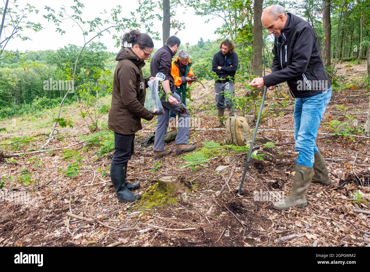 Francia, Val d'Oise, Montmorency Forest, Ink Disease (Phytophthora pathogen), gli scienziati stanno prendendo campioni nel campo su un lotto di castagne già colpite e tagliate Foto Stock