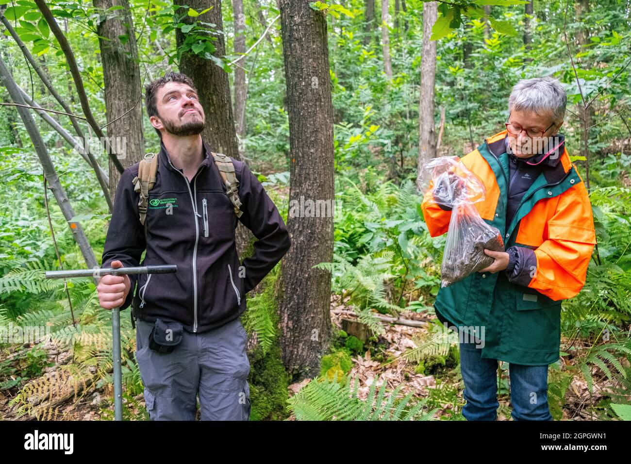 Francia, Val d'Oise, foresta di Montmorency, Ink Disease (Phytophthora pathogen), il castagno segnato con vernice arancione è stato sofferto dalla patologia per diversi anni, gli scienziati analizzano la sua evoluzione con 4 campioni regolari di terreno a 1m di distanza dall'albero, Cecile Robin e Jerôme Gaudry Foto Stock