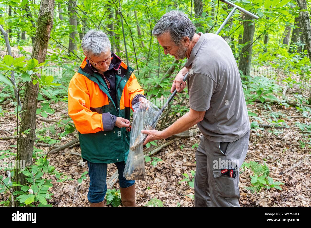 Francia, Val d'Oise, foresta di Montmorency, Ink Disease (patogeno Phytophthora), Cecile Robin e Xavier Capdevieille prelevare campioni di terreno per l'analisi Foto Stock