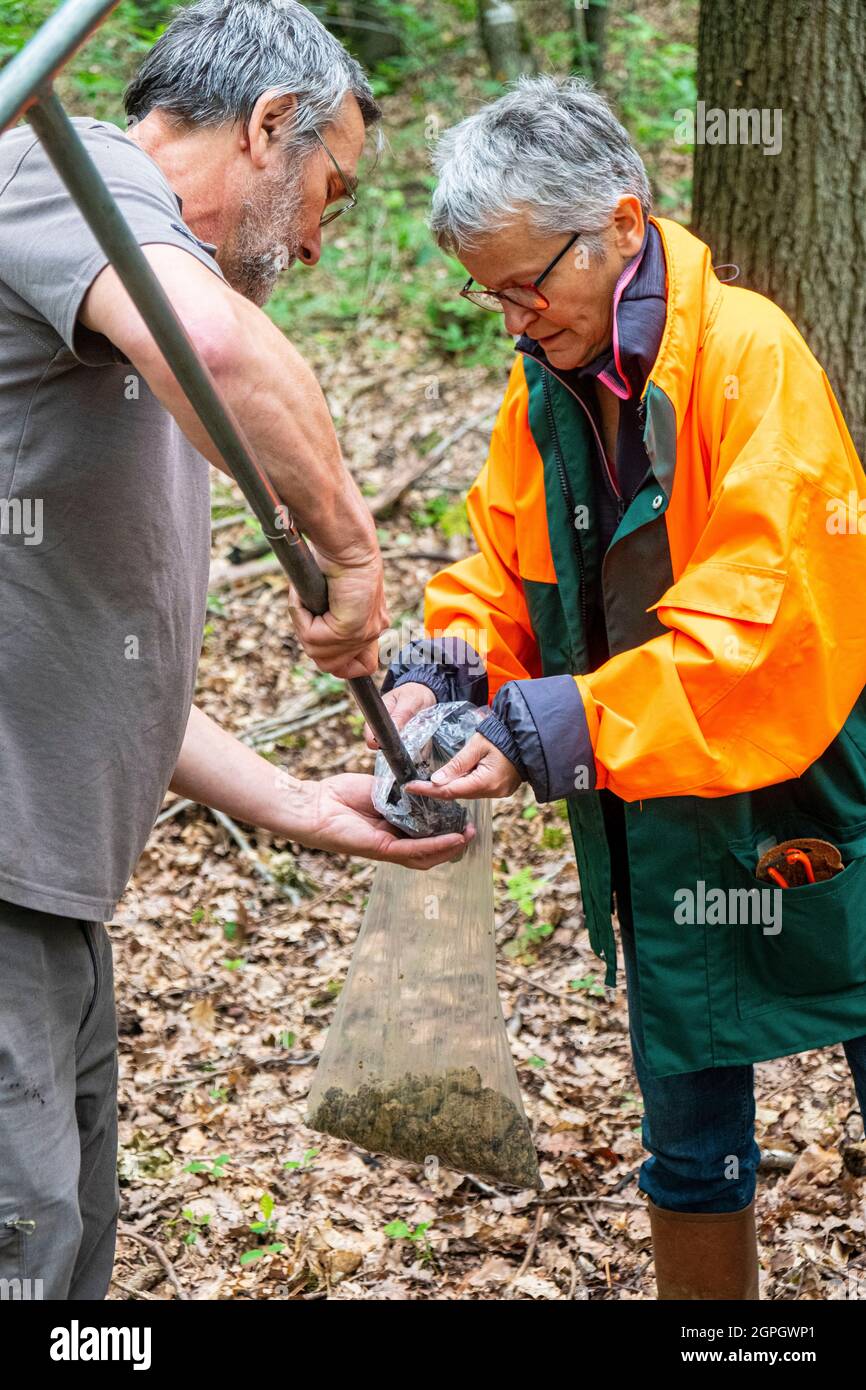 Francia, Val d'Oise, foresta di Montmorency, Ink Disease (patogeno Phytophthora), Cecile Robin e Xavier Capdevieille prelevare campioni di terreno per l'analisi Foto Stock