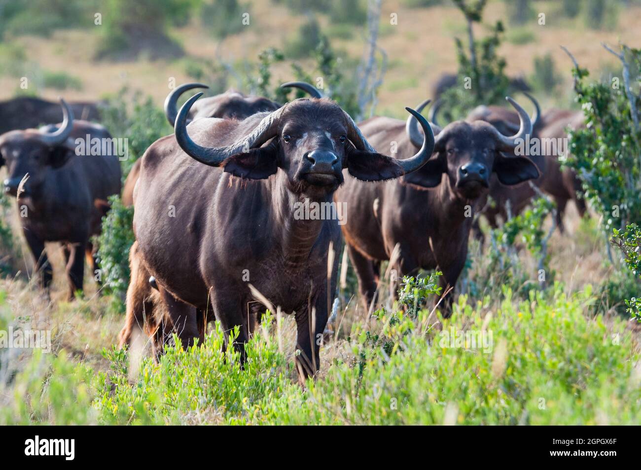 Kenya, Taita Hills Wildlife Sanctuary, mandria di Buffalo africano (craffer di sincero) Foto Stock