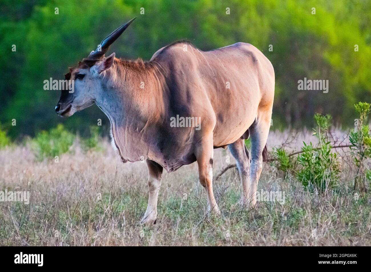 Kenya, Parco Nazionale Tsavo Est, Male of Common eland (Taurotragus oryx) Foto Stock