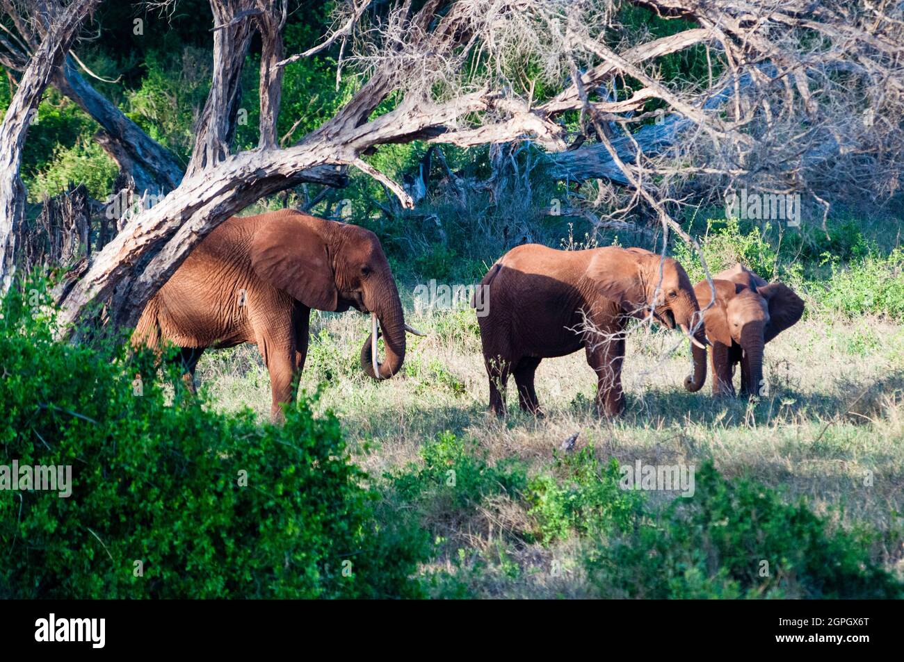 Kenya, Tsavo Est, mandria di elefante (Loxodonta africana) Foto Stock