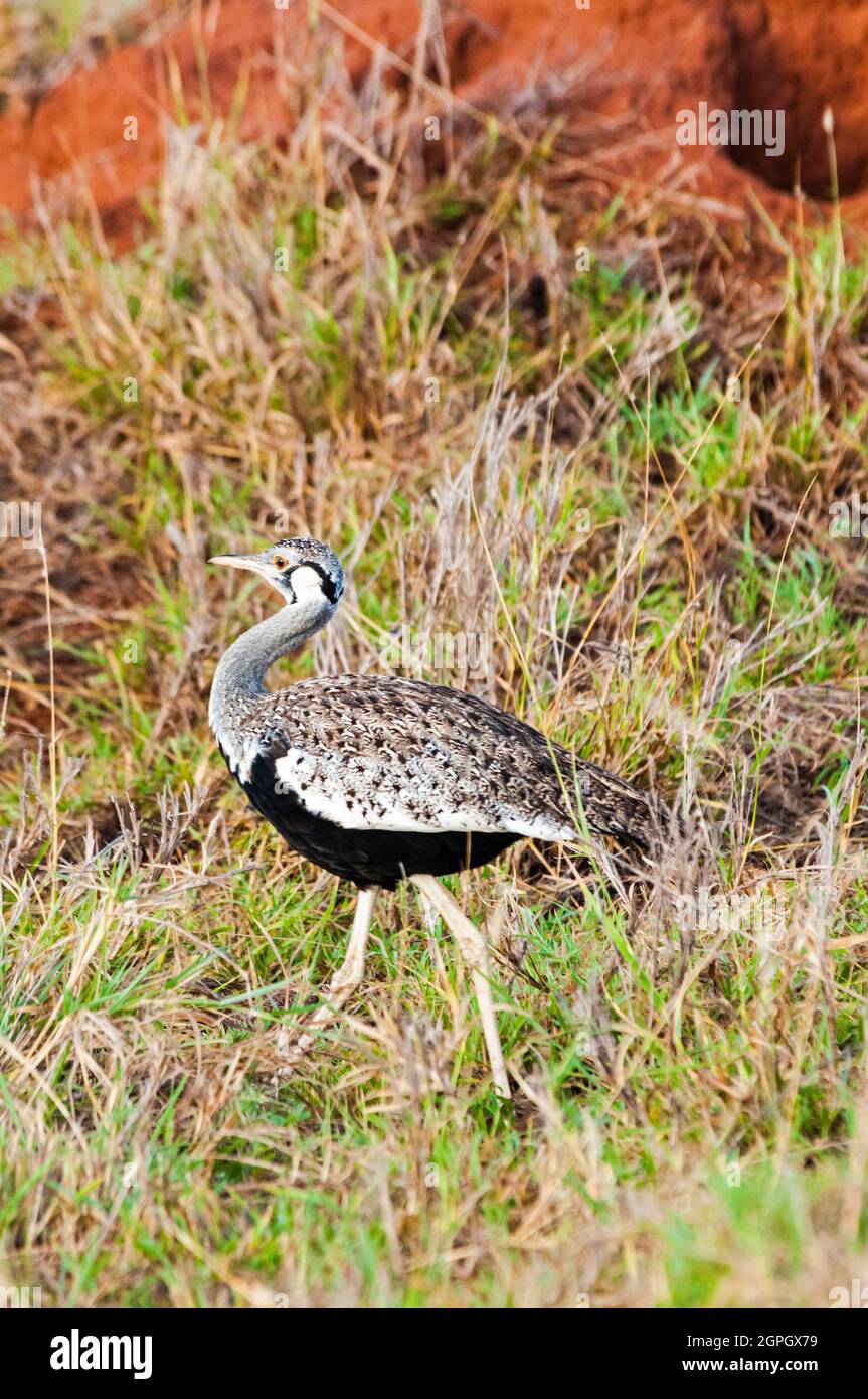 Kenia, Taita Hills Wildlife Sanctuary, Female of Kori bustard (Ardeotis kori) Foto Stock