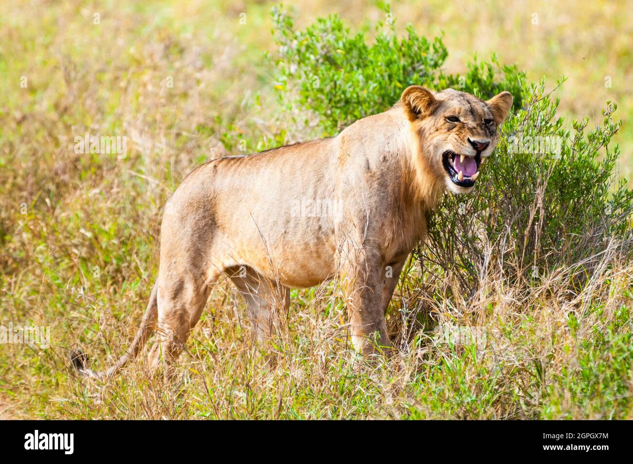 Kenya, Parco Nazionale Tsavo Est, un leone giovane maschio (Panthera leo) ruggito Foto Stock