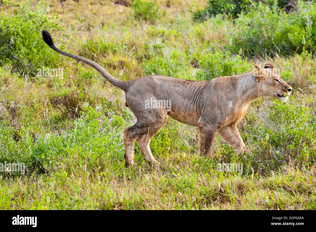 Kenya, Parco Nazionale Tsavo Est, un leone giovane maschile (Panthera leo) Foto Stock