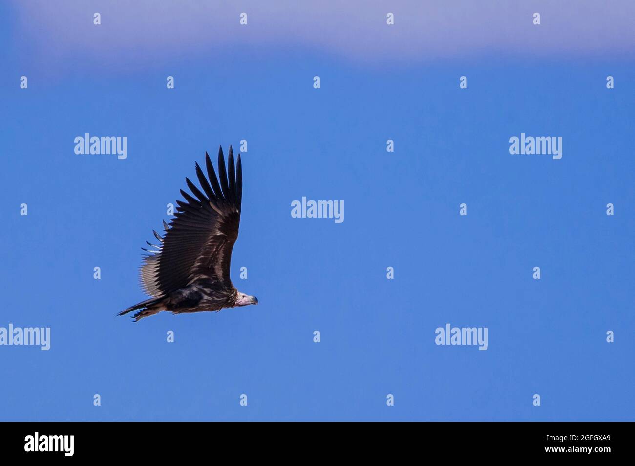 Kenya, Tsavo West National Park, avvoltoio con facciata in Lappet o avvoltoio nubiano (Torgos tracheliotos) in volo Foto Stock
