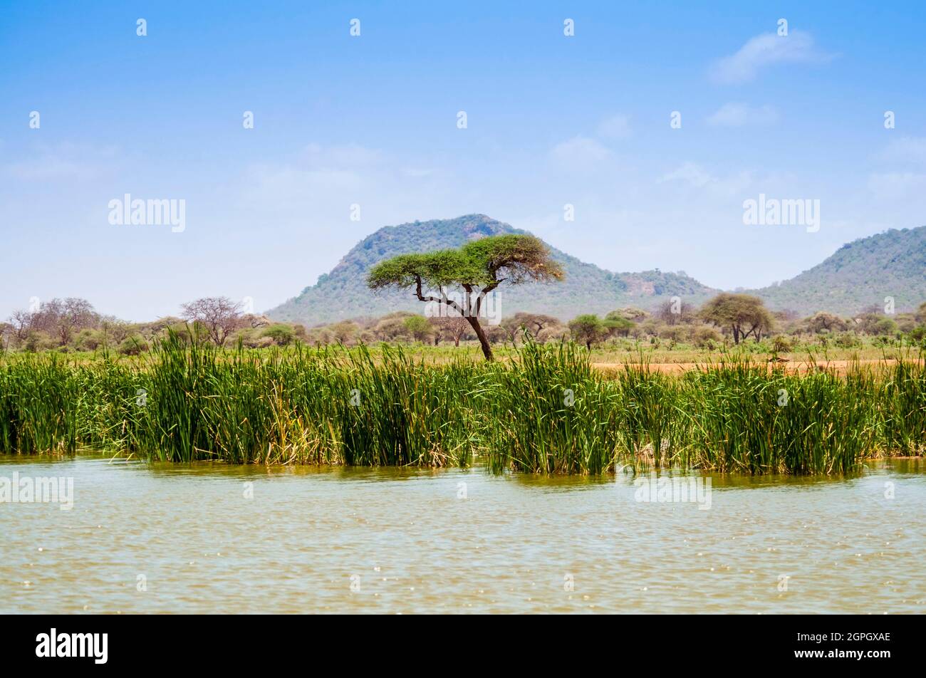 Kenya, Tsavo West National Park, Shore of Lake Jipe, Bush Foto Stock