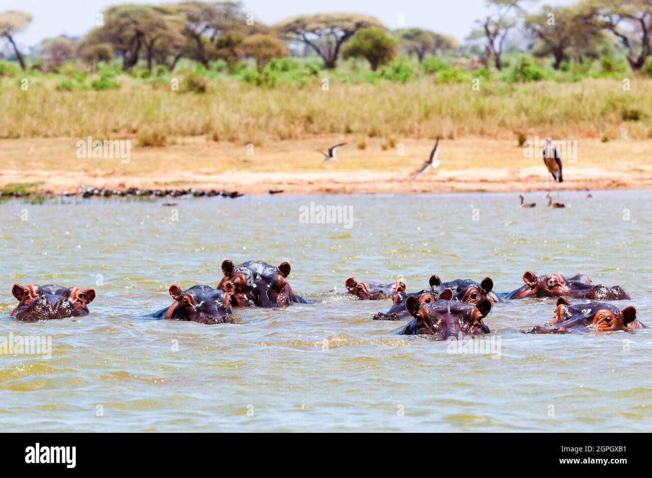 Kenya, Parco Nazionale Tsavo Ovest, Lago Jipe, Hippopotamus (Hippopotamus anfibio) Foto Stock